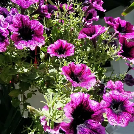 Hotel Anna Skala Potamia (Thasos)